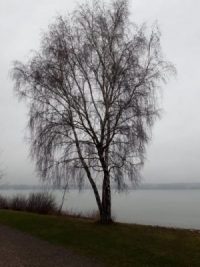 Grauer Vorhang